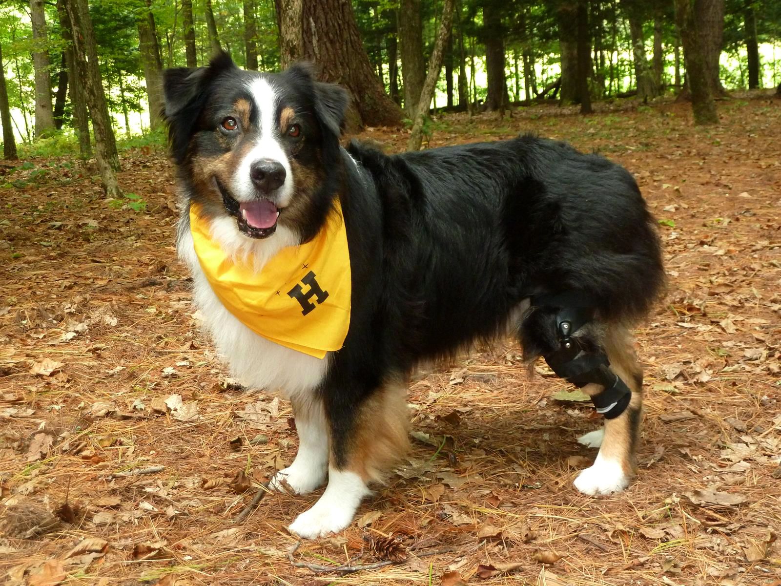 Australian shepherd wearing a knee brace for a torn ACL