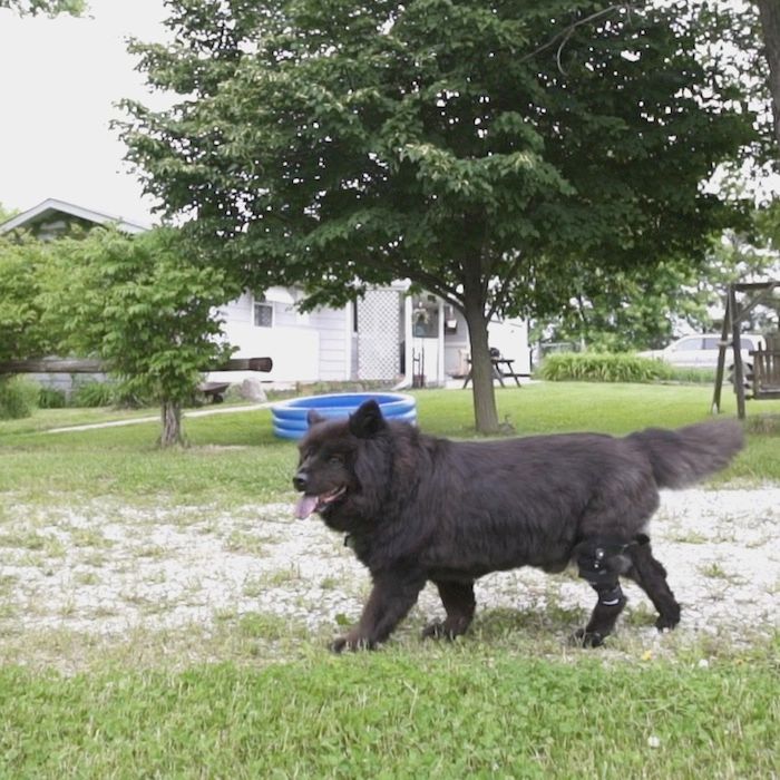 Black dog walking wearing knee brace for torn ACL