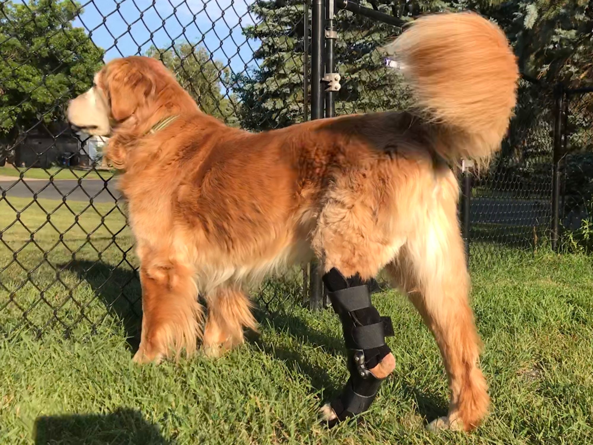 Golden Retriever looking through fence wearing an ankle brace