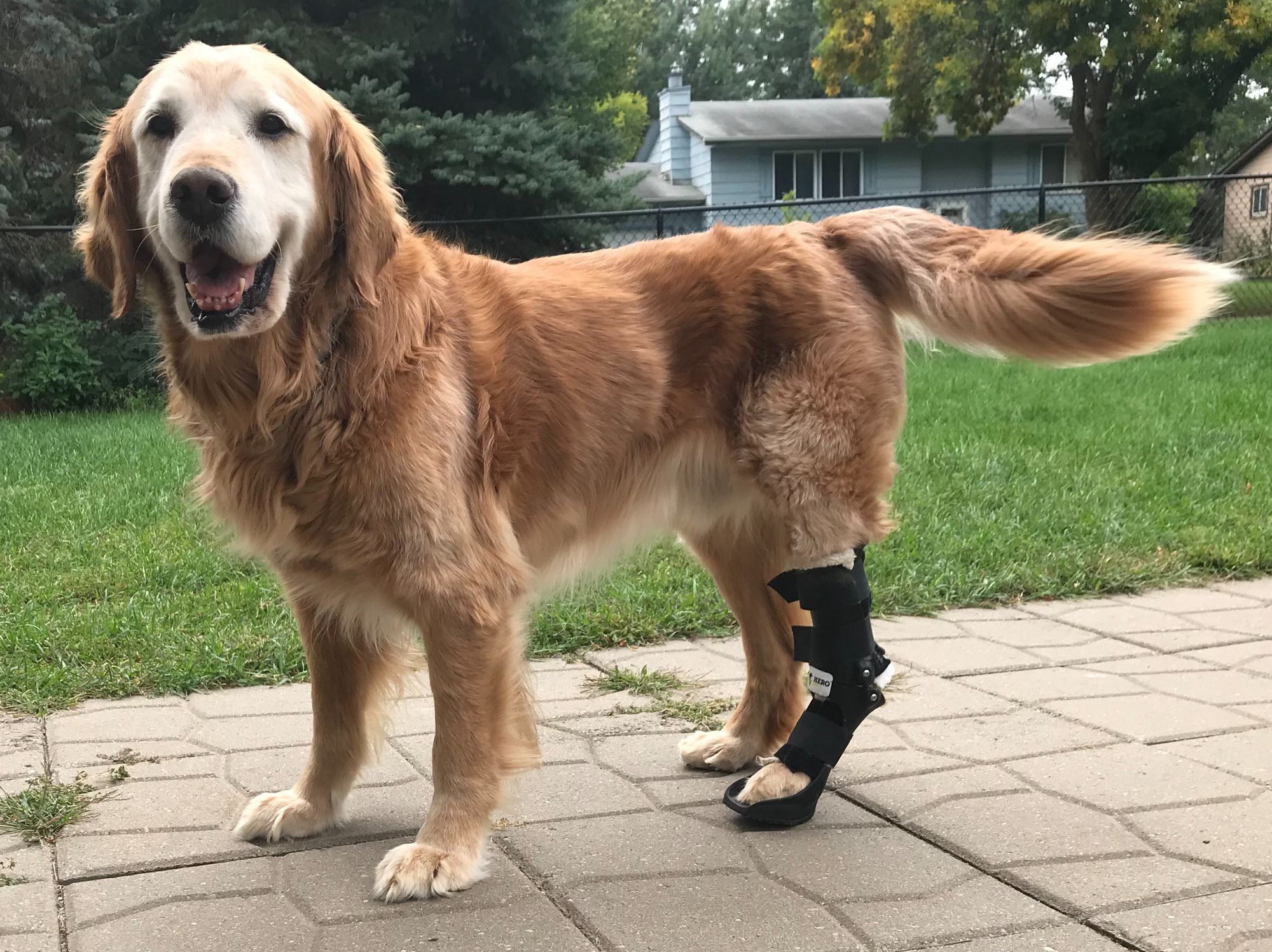 Dog with hock brace wagging his tail