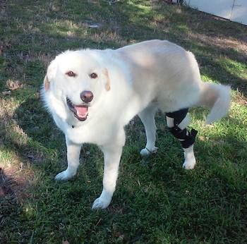 White Labrador dog wearing a knee brace for a torn ACL