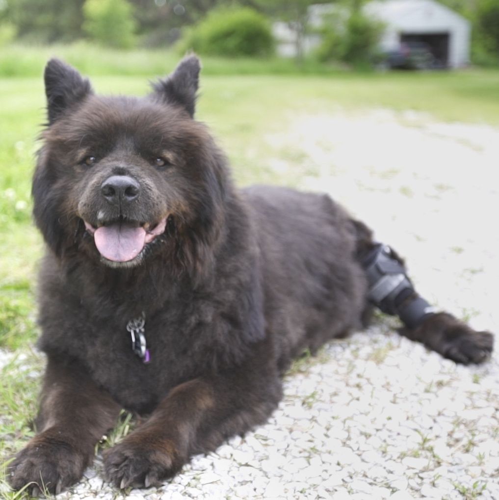 Black dog lying down with Hero knee brace