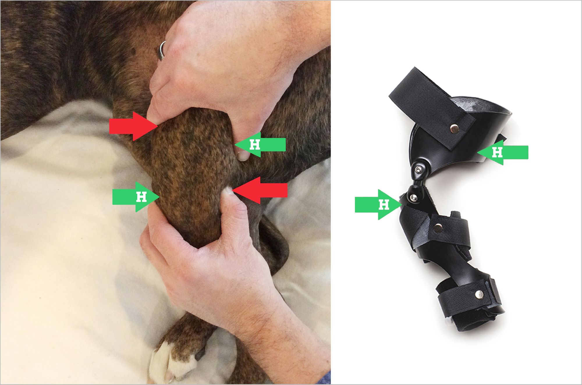 Veterinarian testing dog for cranial drawer with arrows demonstrating how a Hero Knee Brace helps a torn ACL