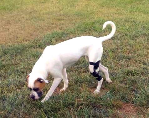 Knee brace helping a white dog walk in grass