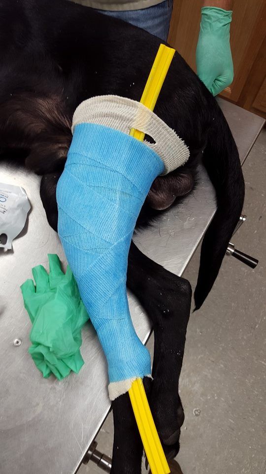 Casting a dog for a knee brace