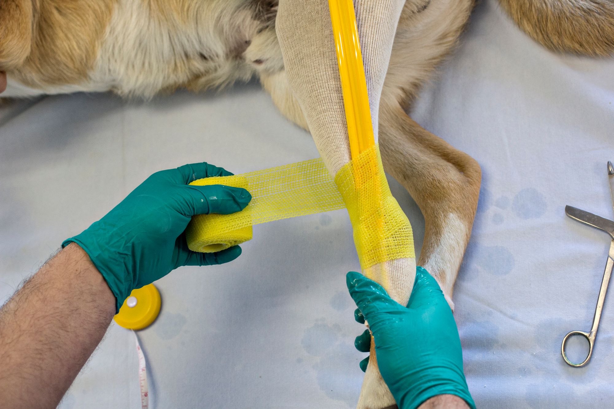 What Is The Pad On The Back Of A Dog's Leg Called at Jennifer Melvin blog