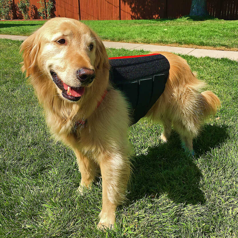 Dog back brace for slipped outlet disc