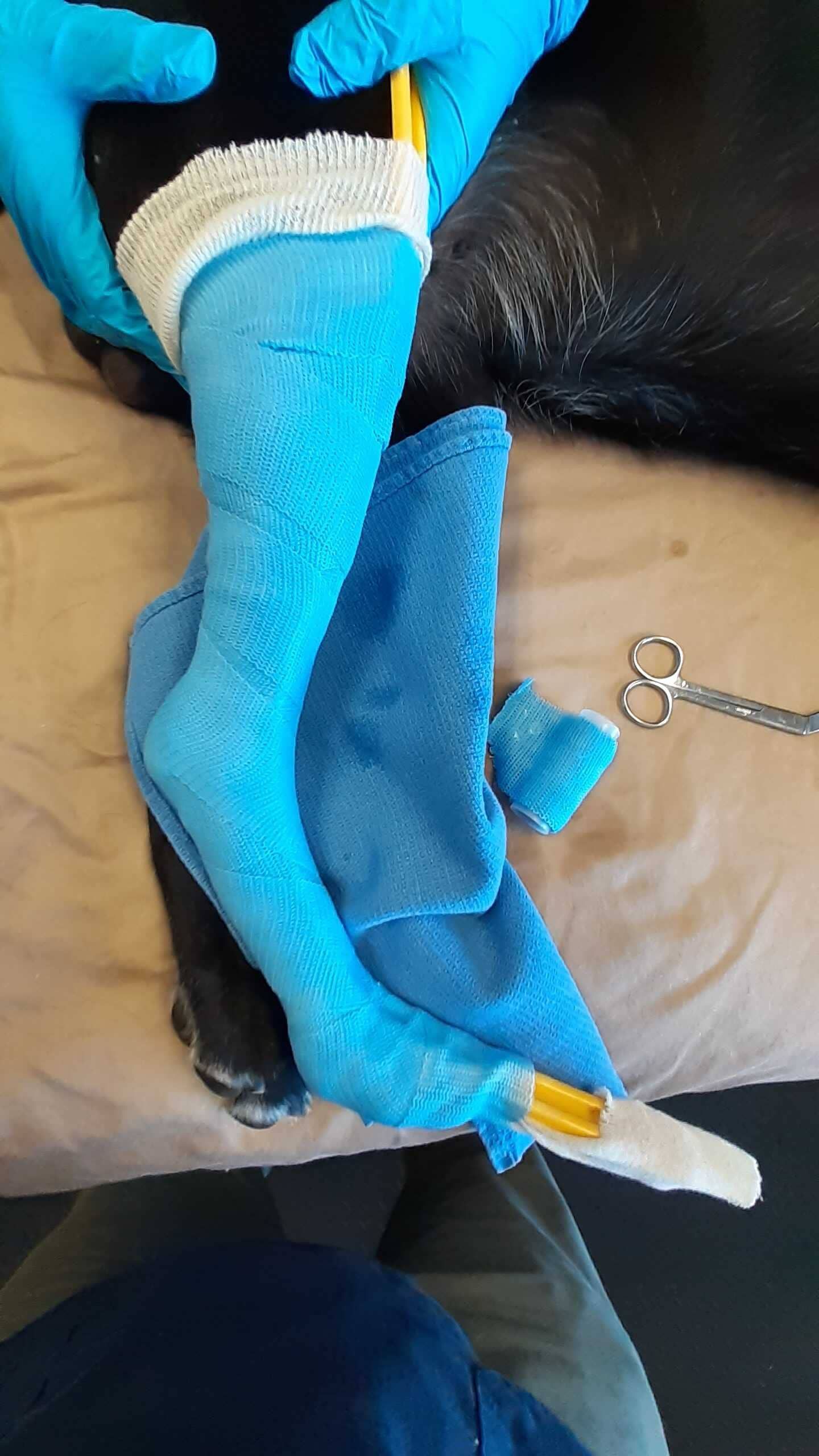 Fiberglass cast position for a dog ankle brace