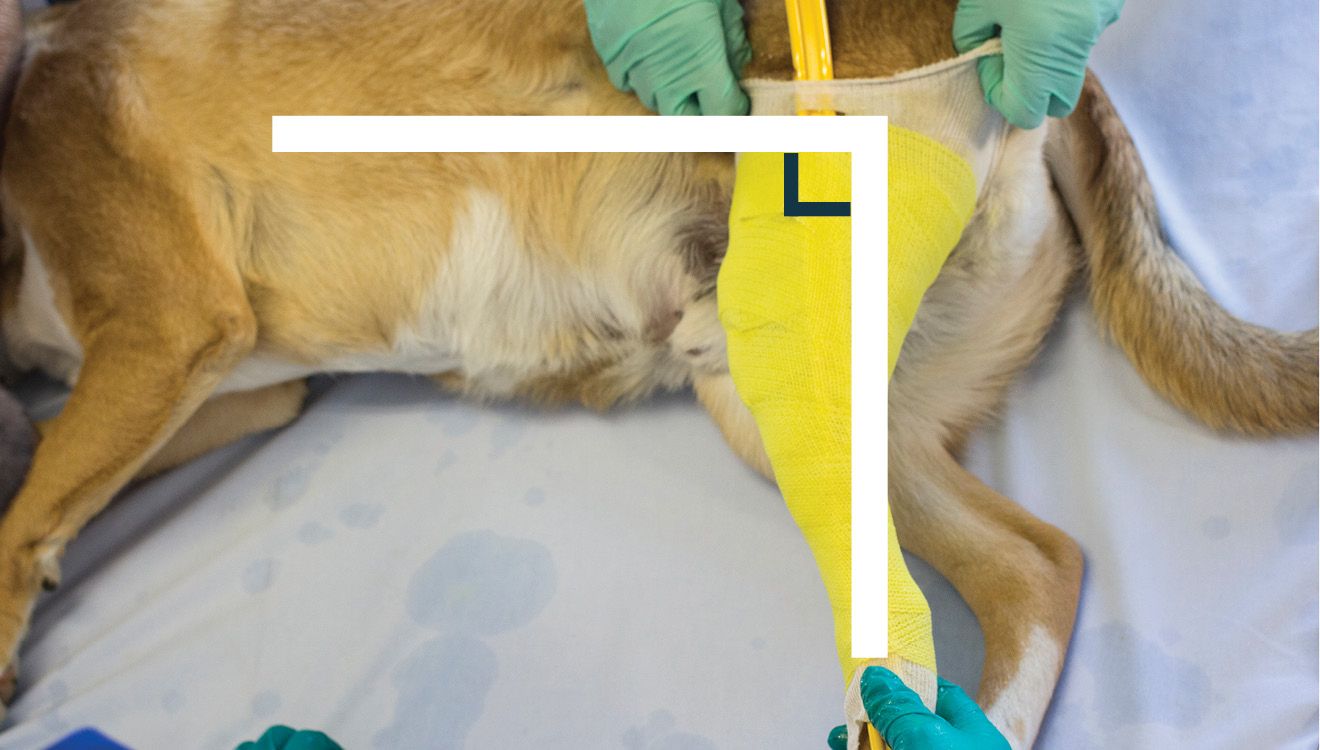 Homemade Dog Acl Brace Bios Pics