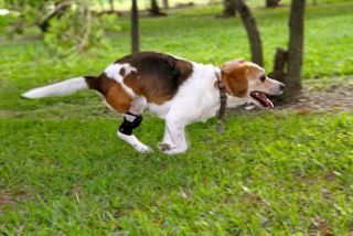 Jack Russell Terrier Dog running wearing a knee brace