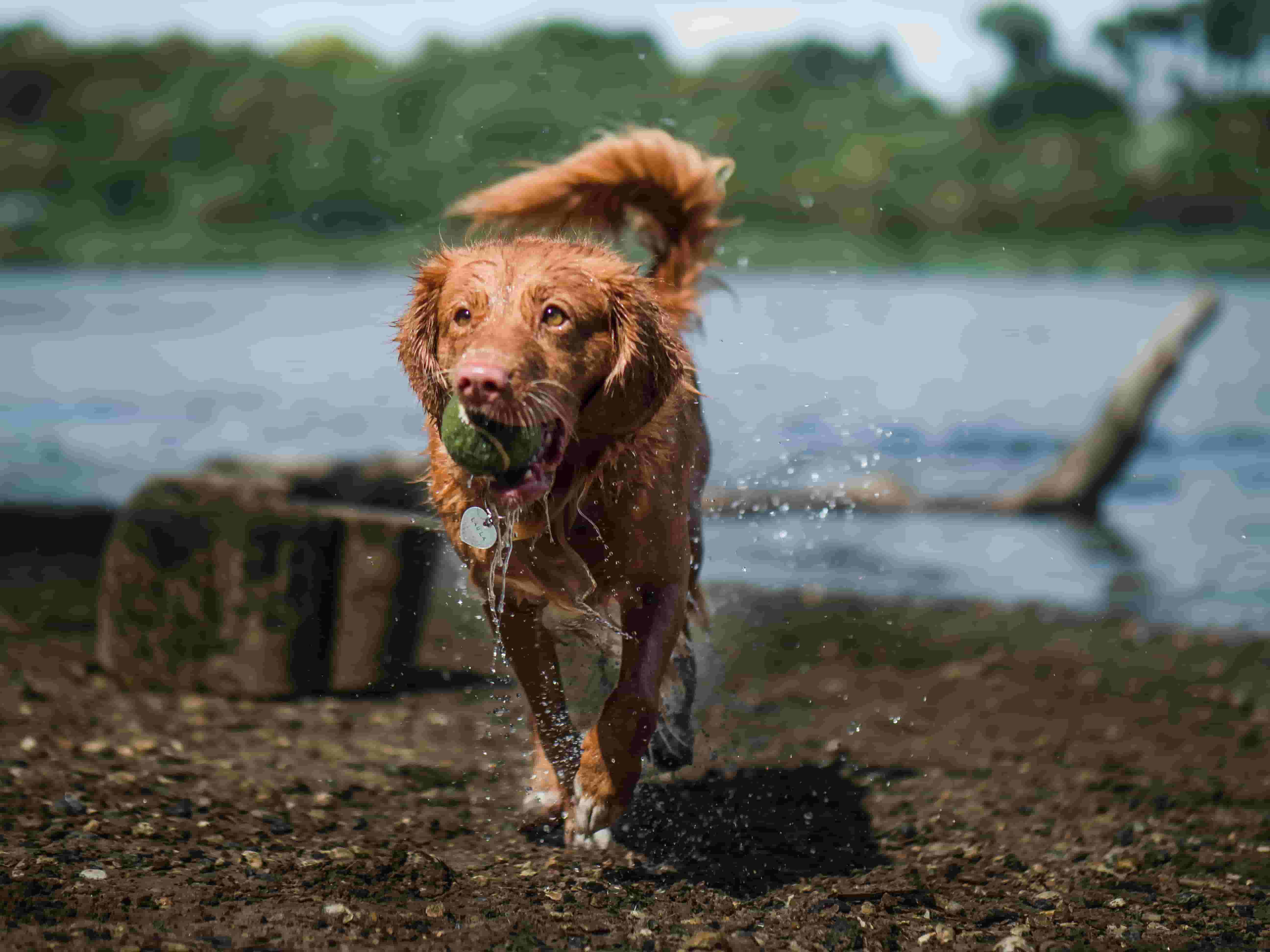 Wet Dog playing fetch on beach