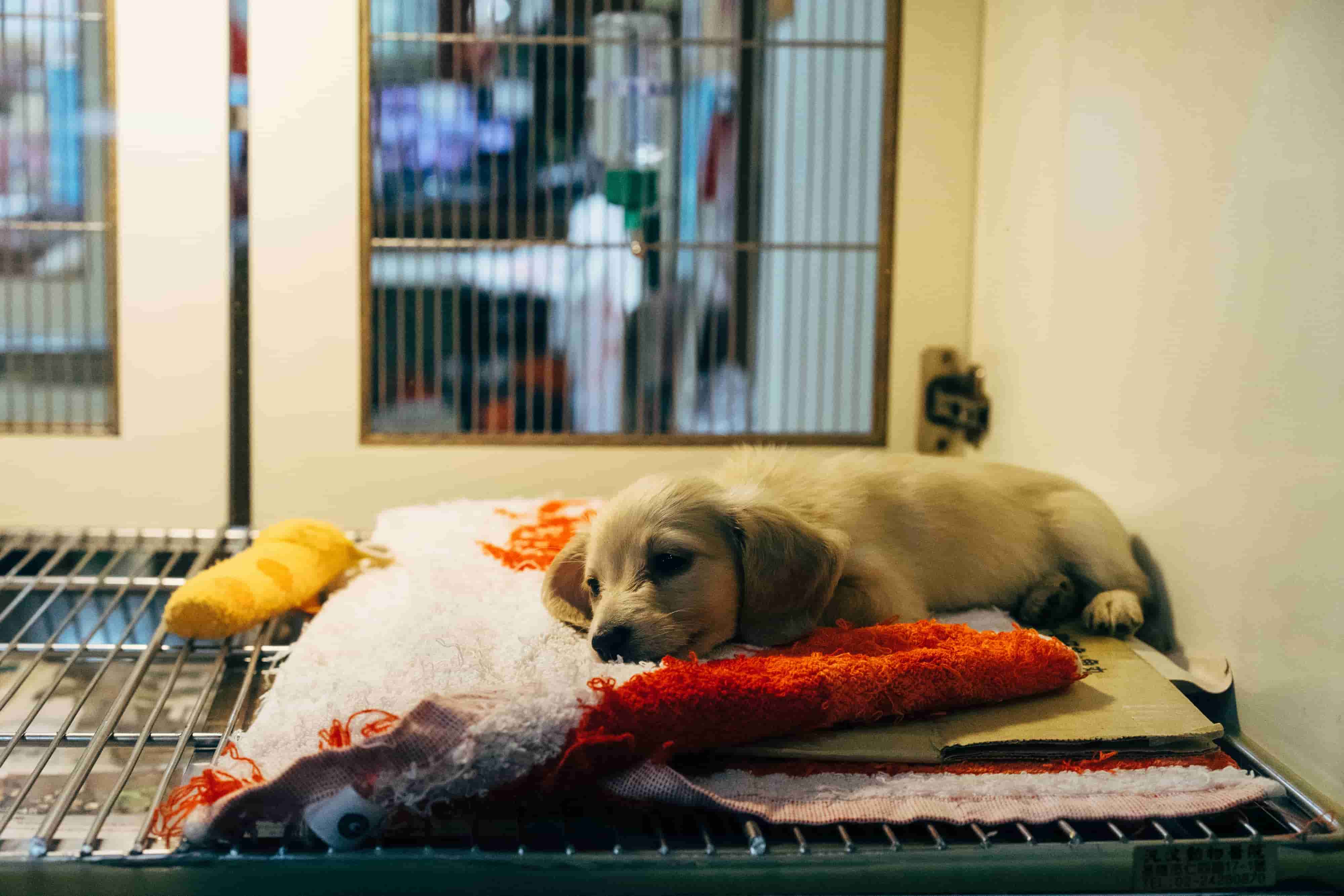 Dog in pain waiting in kennel for cruciate surgery