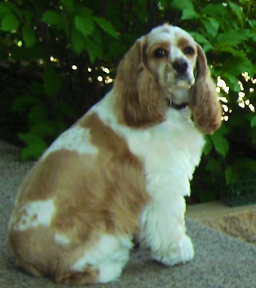 Cocker Spaniel with Cushing's disease and a torn ACL