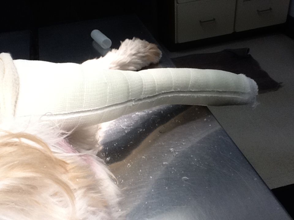 Cast of a dog's leg for a torn ACL