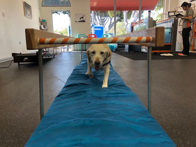 Dog walking under cavaletti bars for therapy