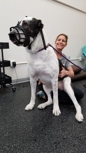 Dog being massaged