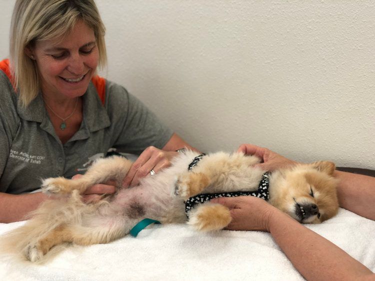 Dog having manual therapy to hip for pain