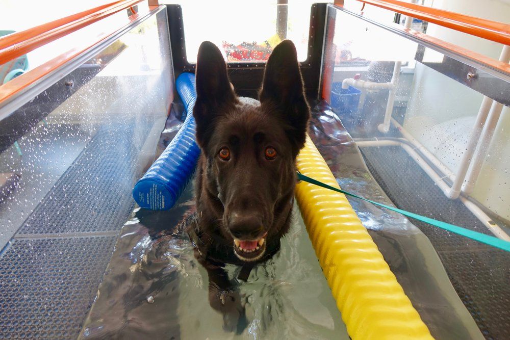 Dog walking in water treadmill
