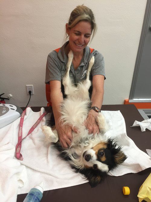 Dog having manual therapy to shoulders by Karen Atlas PT