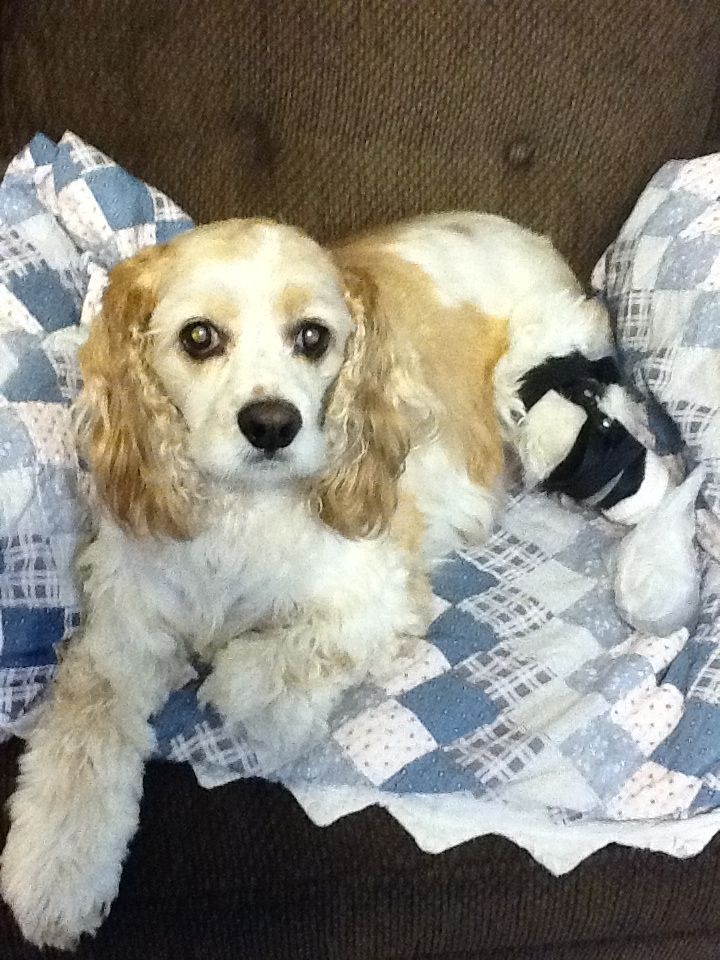 Cocker Spaniel wearing a knee brace for a torn ACL