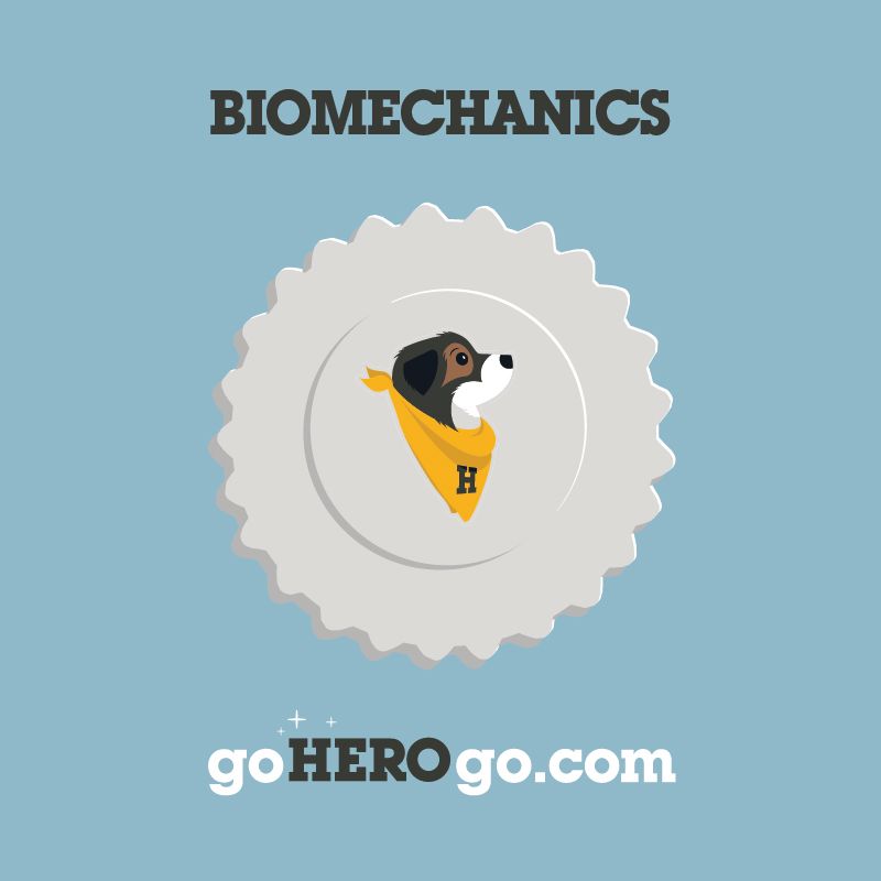 Canine Biomechanics image for goherogo.com