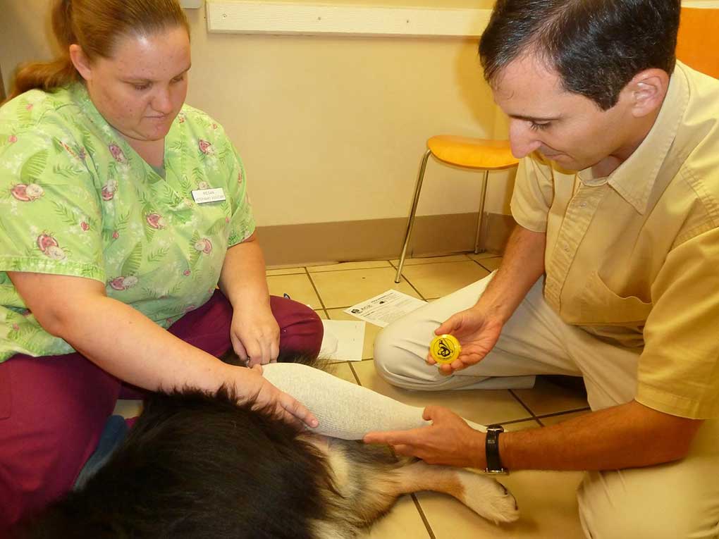 Dr. Consigli casting Australian Sheppard leg for a custom CCL brace