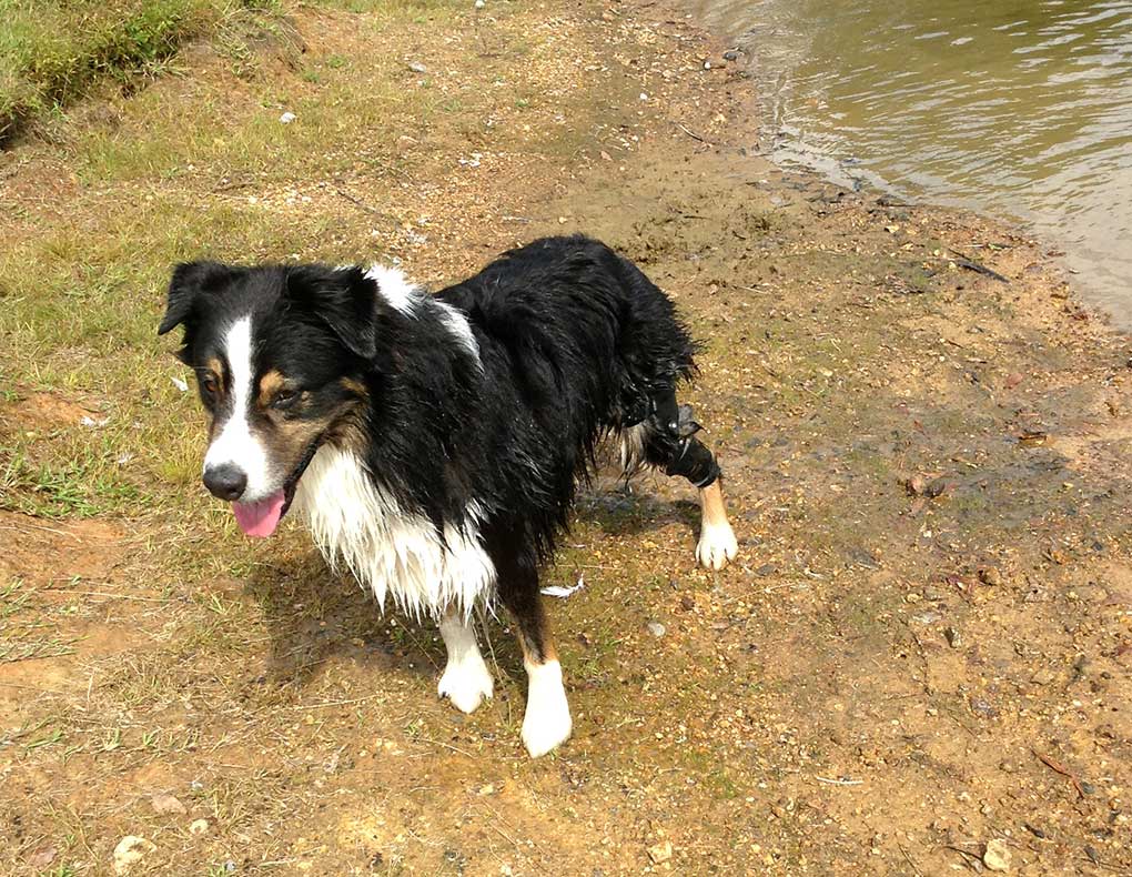 Wet Australian Sheppard standing on a lakeshore wearing a custom knee brace from Hero Braces