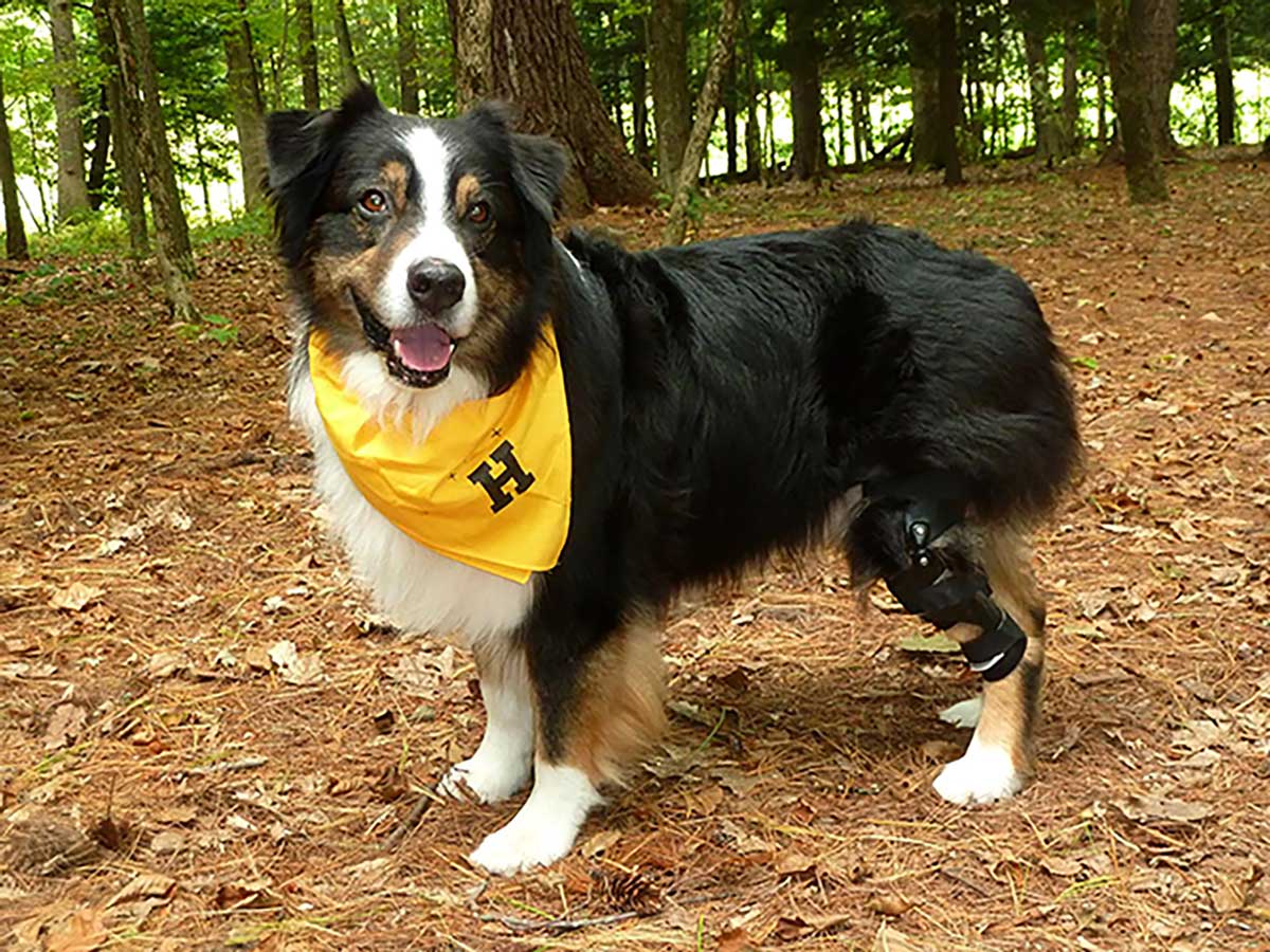 Australian Sheppard wearing a custom CCL brace in the woods