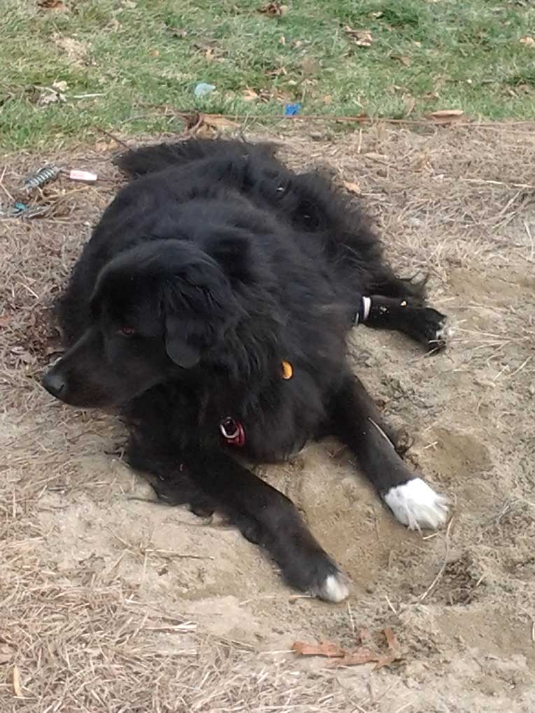 English Springer Spaniel/Black lab laying in dirt wearing CCL leg brace