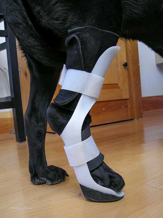 Black Lab wearing an ankle brace for a ruptured Achilles tendon