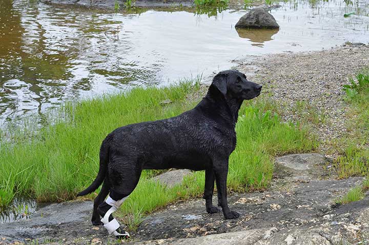 Black Lab standing by lake wearing an ankle brace for achilles rupture