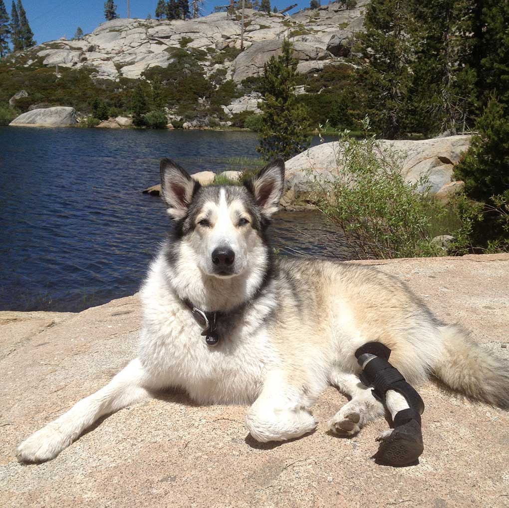 Malamute/Husky/Akita/Wolf mix wearing a custom dog ankle brace, laying on shore of Donner Lake at Donner Memorial State Park