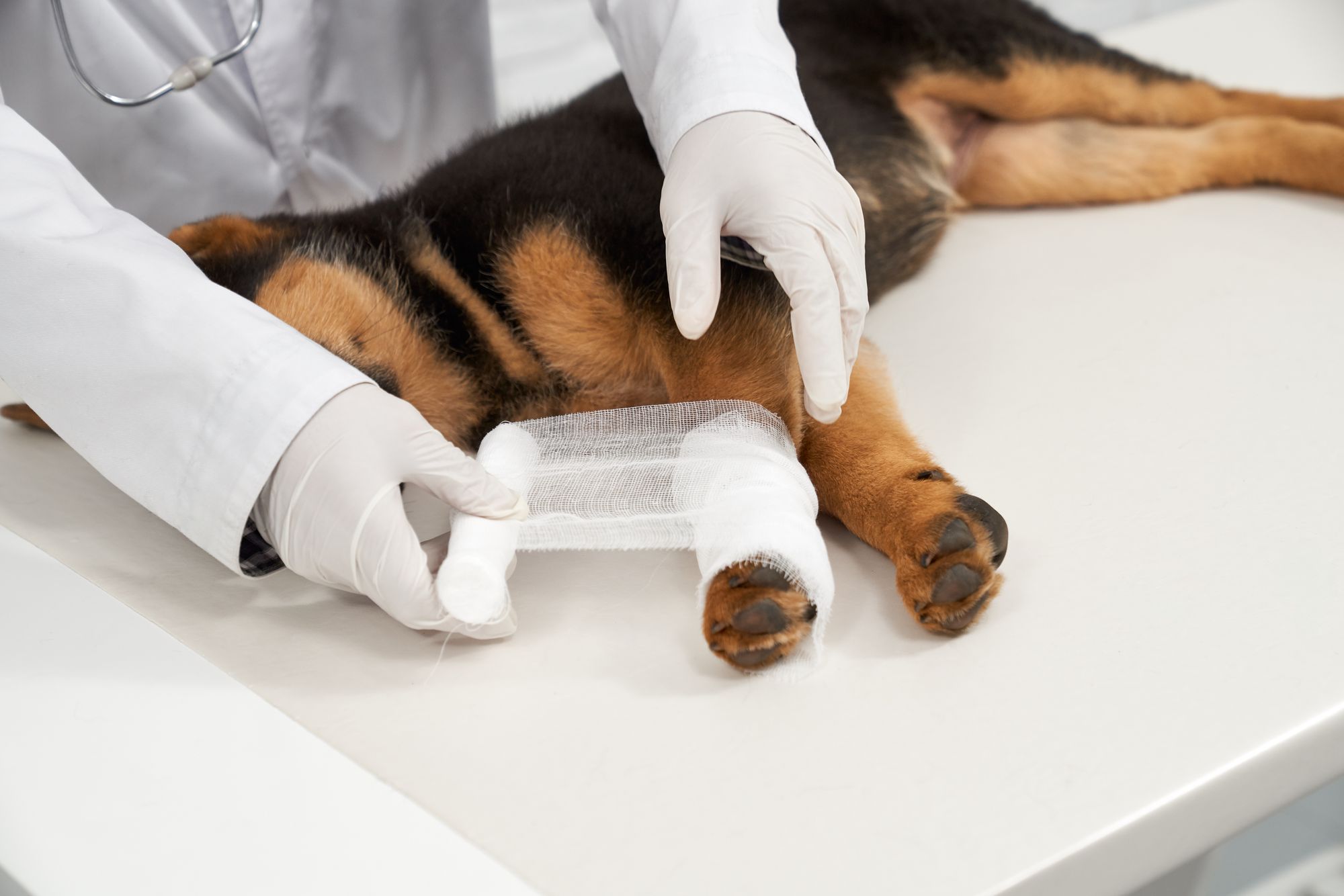 German Shepard puppy getting let wrapped on exam table