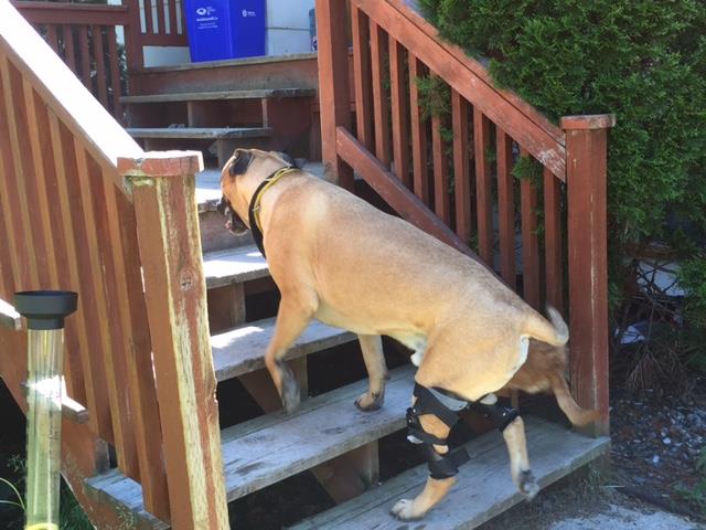 Boxer dog walking up steps with two Hero knee braces