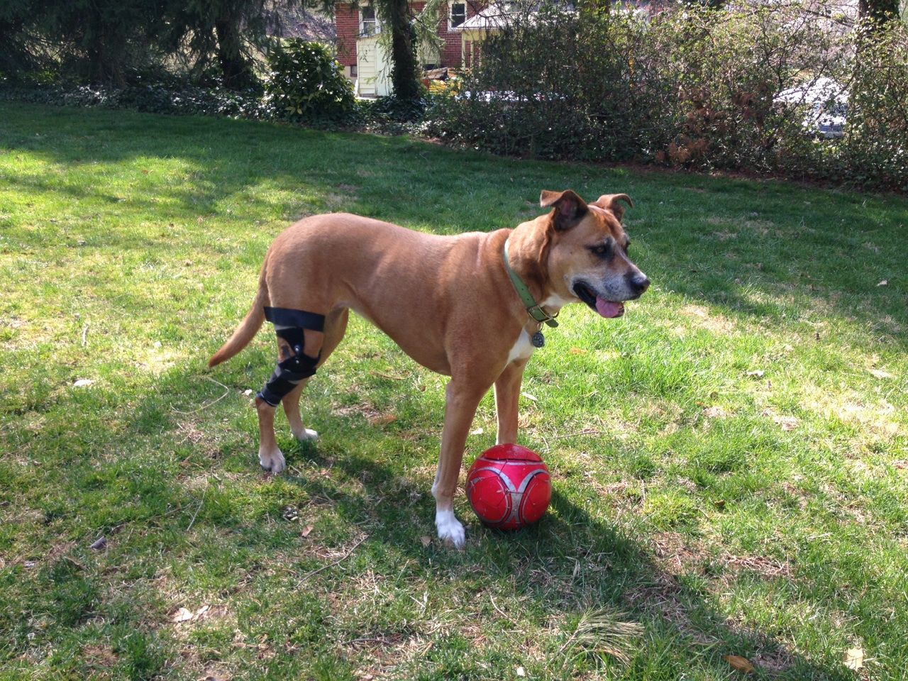Boxer dog wearing an ACL knee brace standing by a red ball