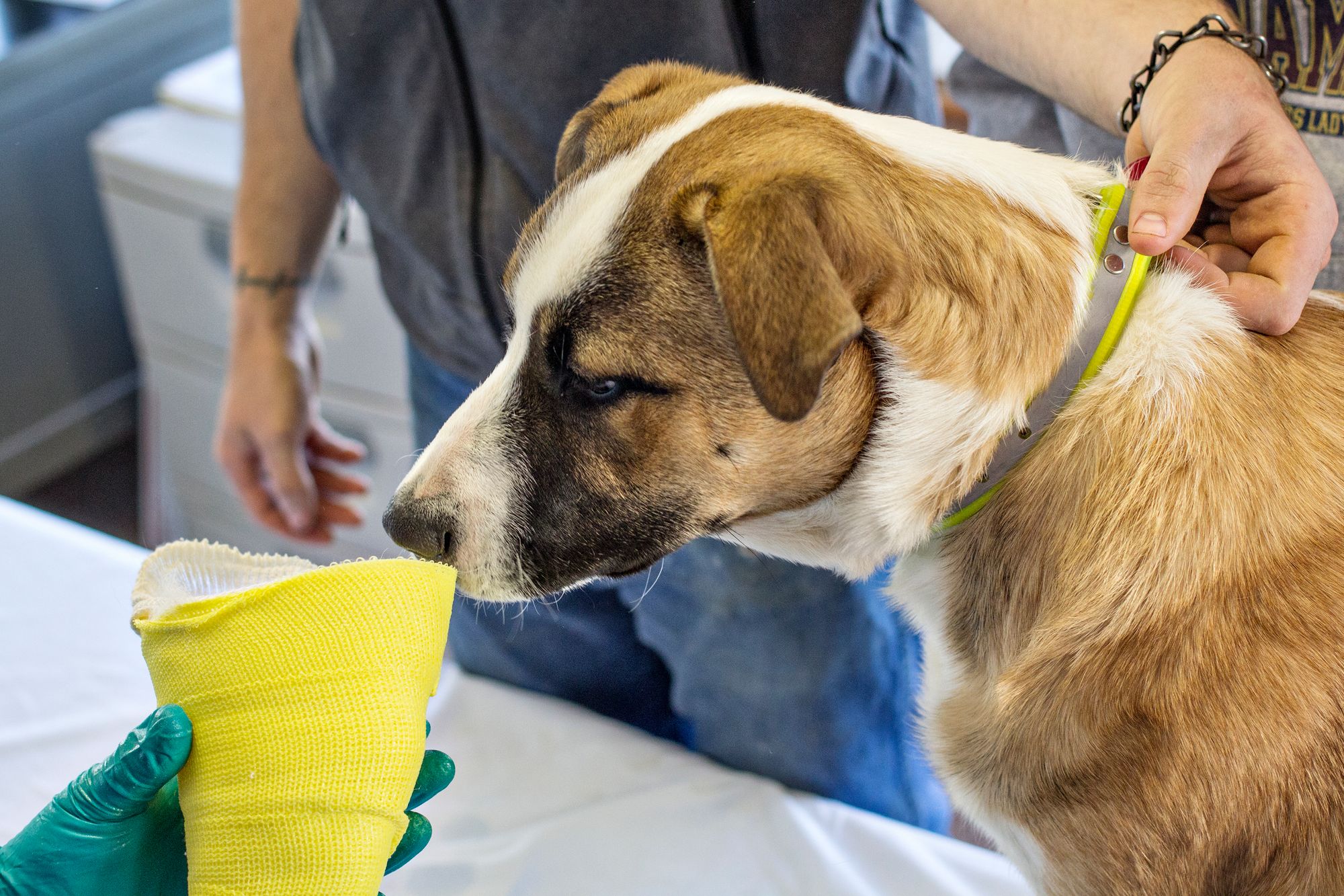 Dog smelling a cast for a custom leg brace