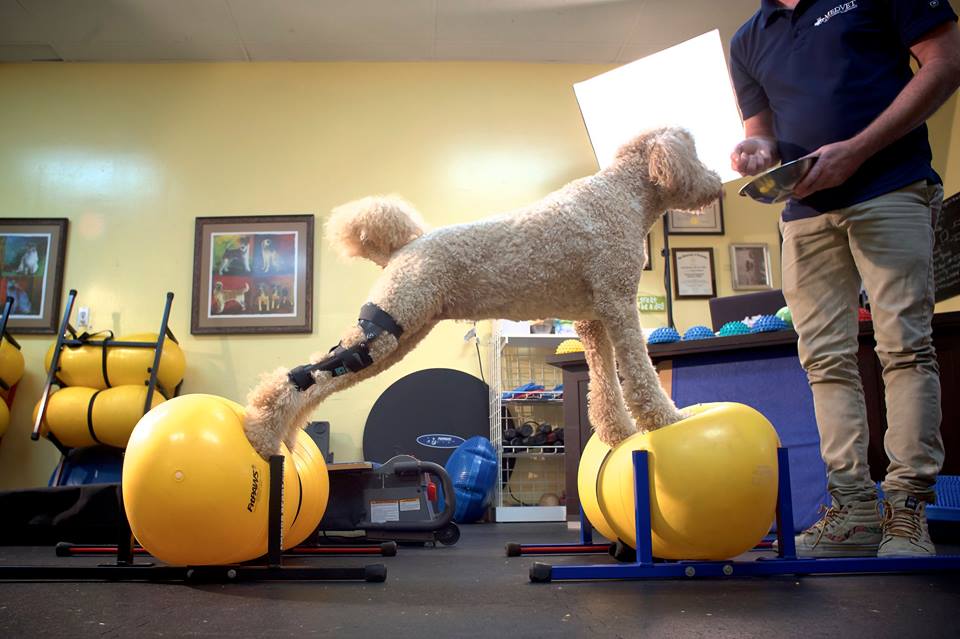 Dog stretching on exercise balls while wearing a brace for his torn ACL