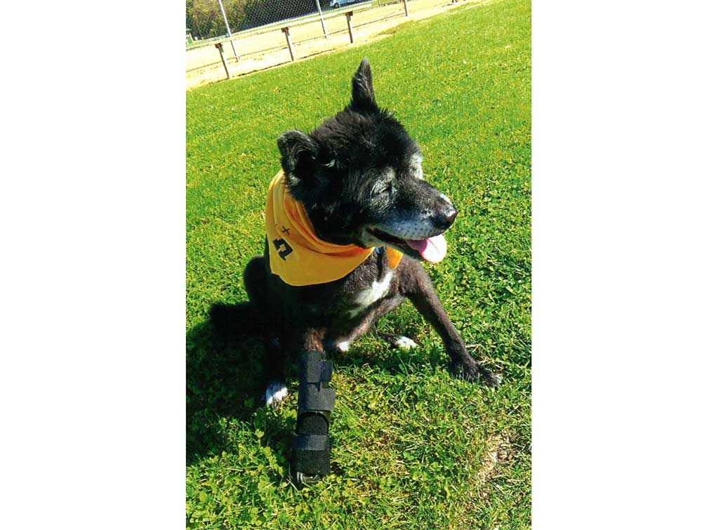 Border Collie and Chow mix with yellow bandana sitting in green grass with a Hero Braces Carpal Brace on front leg