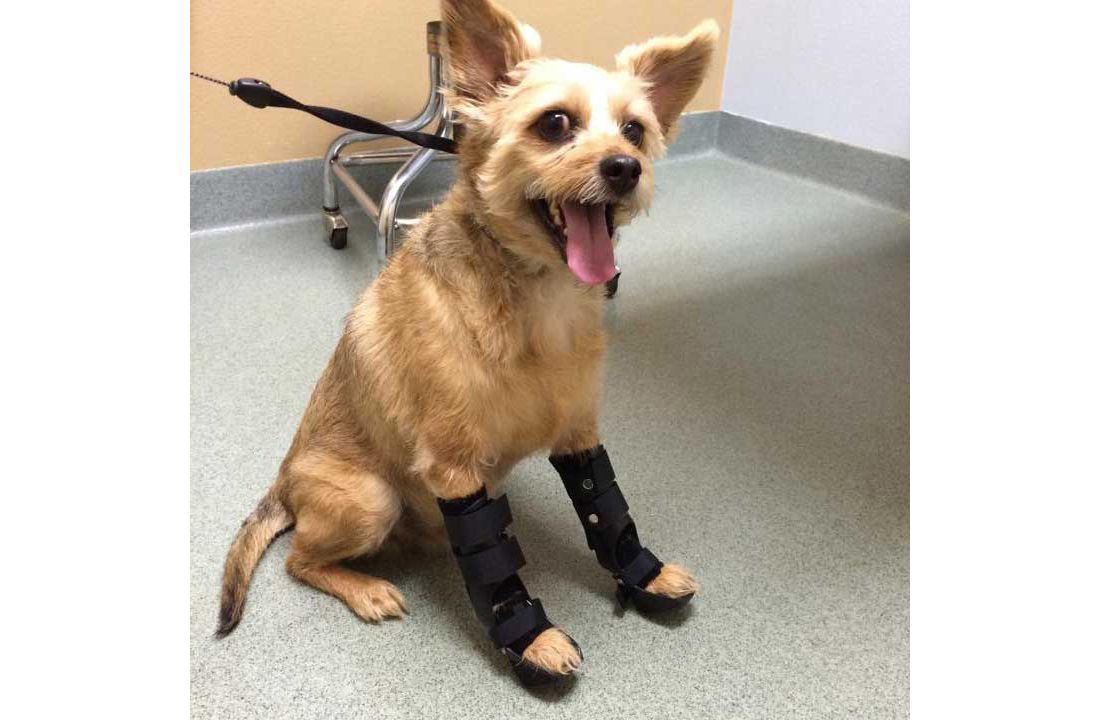 Mini Pinscher/Poodle/Shitzu mix sitting, wearing two custom ankle braces for carpal fracture in front paws