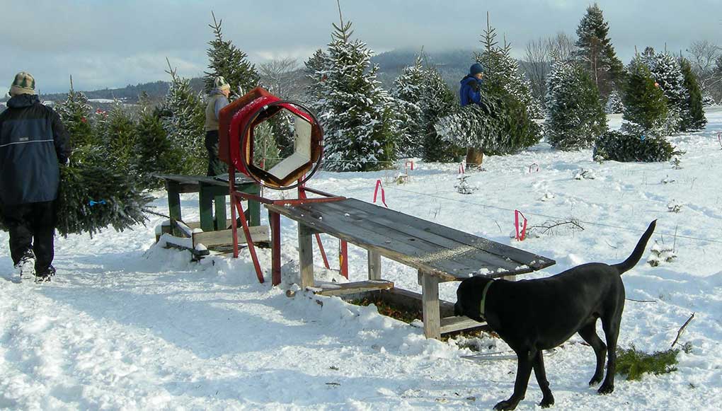 Black Lab walking around Christmas Tree Baler on a Christmas Tree Farm