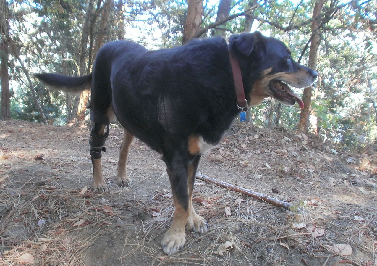 Rottweiler/German Shephard mix standing on Pacific Crest Trail wearing a leg brace from Hero Braces for a CCL injury