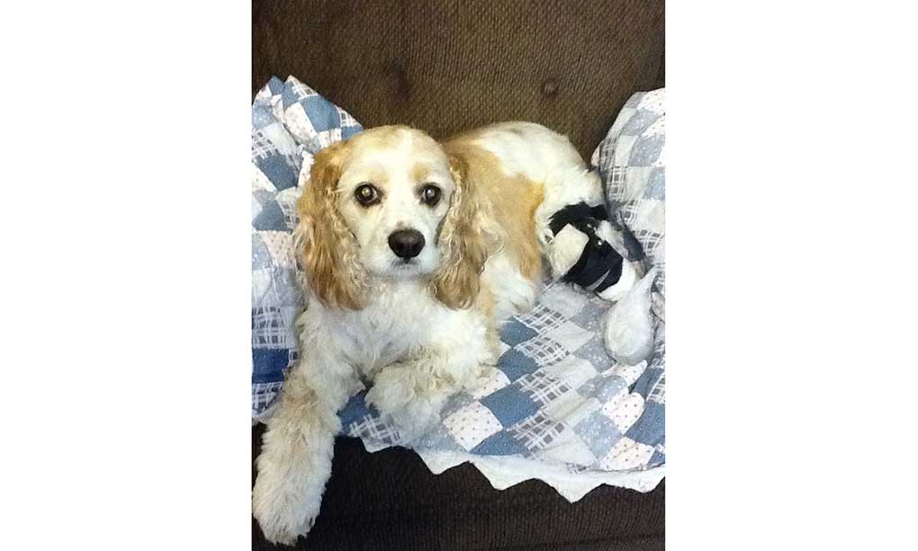 Cocker Spaniel laying on recliner with a knee brace for Cushing's disease and torn ACL