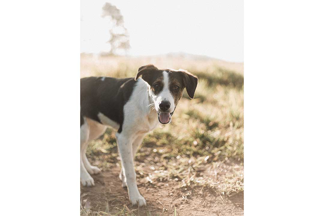 Dog standing in meadow