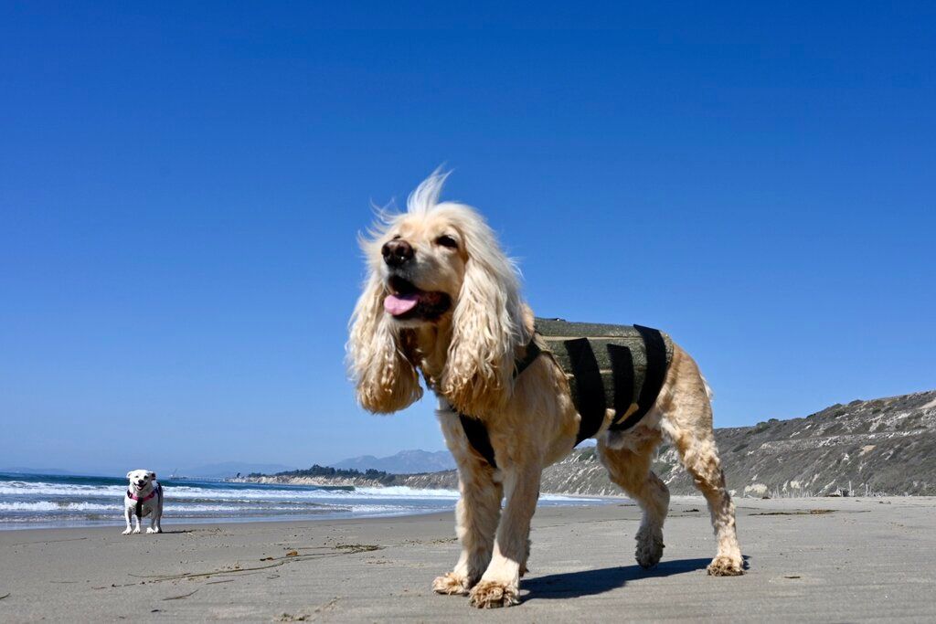Cocker Spaniel standing on the beach in California wearing WiggleLess back brace