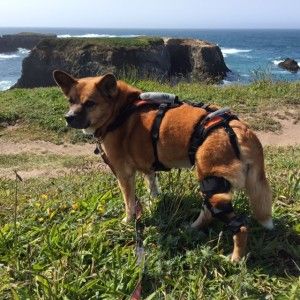 Dog standing on bluffs wearing a harness and a stifle brace