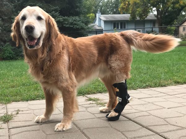 Golden retriever dog wearing an ankle brace for an Achilles tear