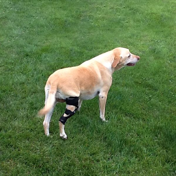 Yellow Lab standing in grass wearing a custom ACL brace