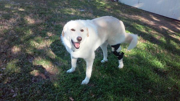 White labrador wearing a stifle brace