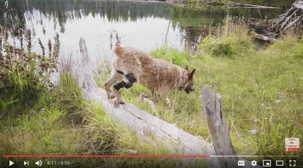 Screenshot of cattle dog crossing a log wearing a Hero stifle brace