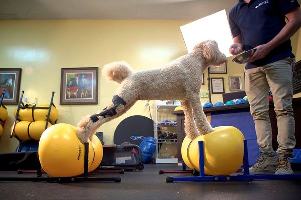 Dog stretching on exercise balls while wearing a brace for his torn ACL
